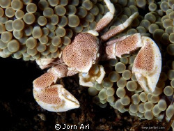 I was in the Macro Heaven in Dauin - Negros - Philiphines... by Jorn Ari 
